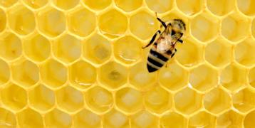 bee on honeycomb